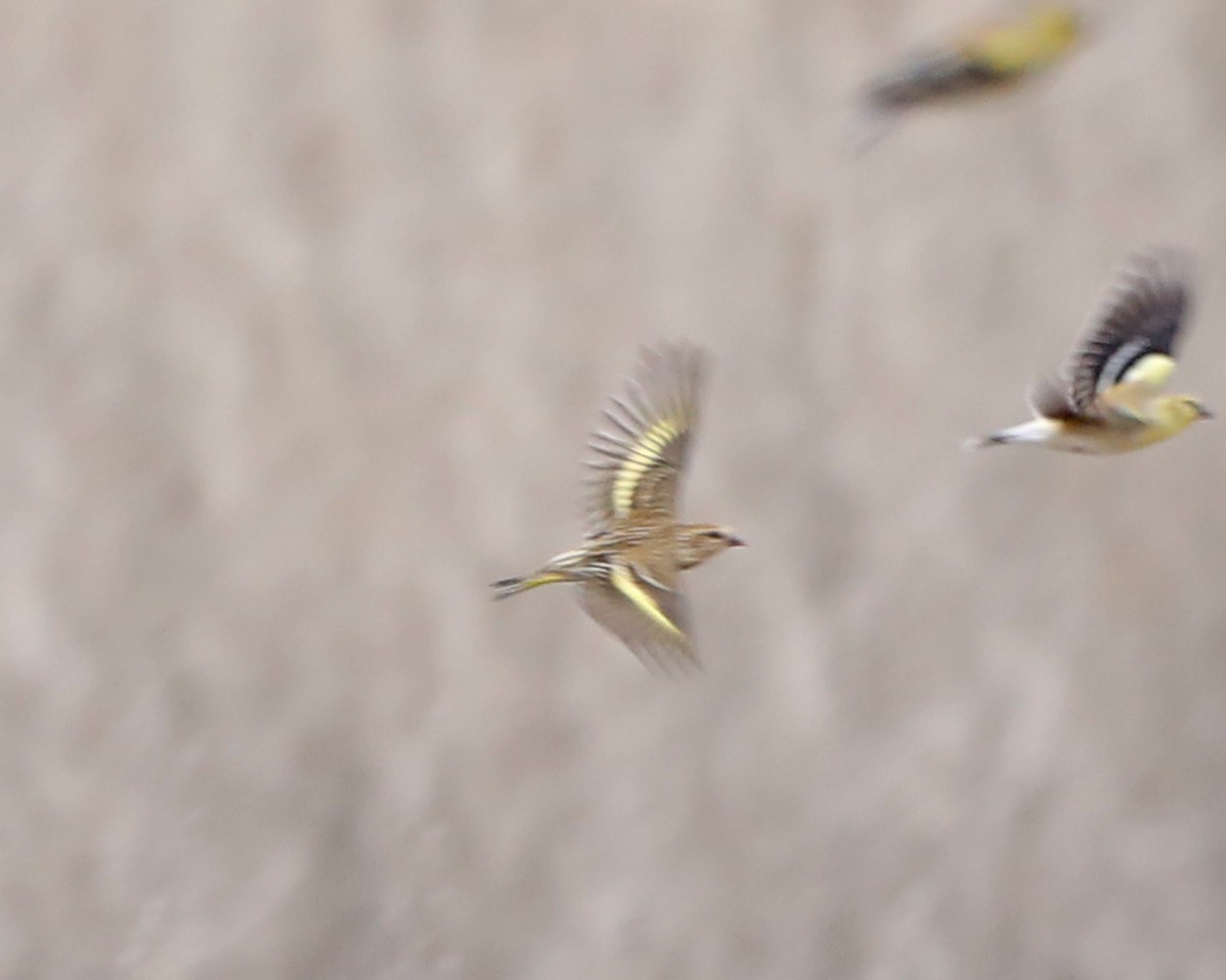 Jilguero de Los Pinos - ML652235685