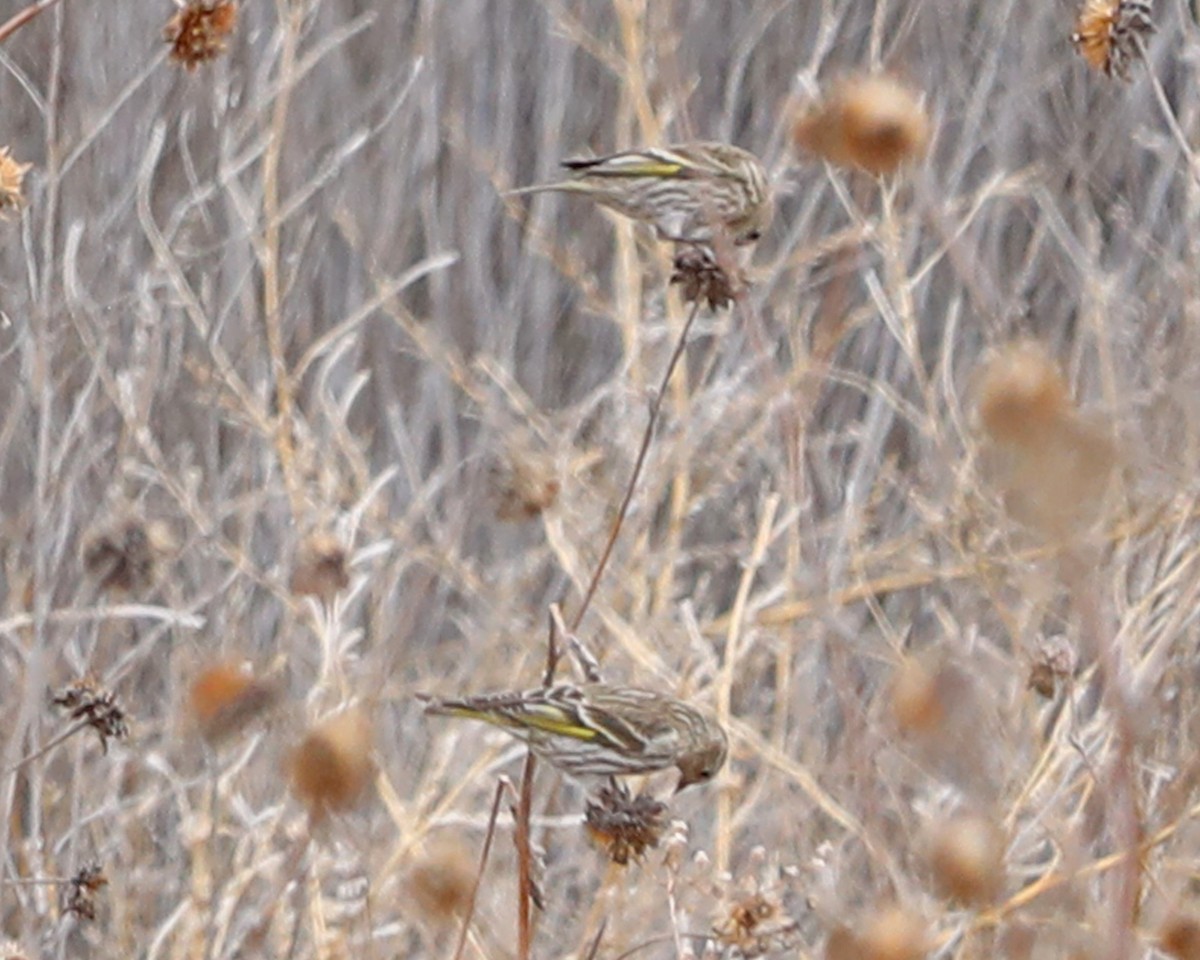Jilguero de Los Pinos - ML652235686