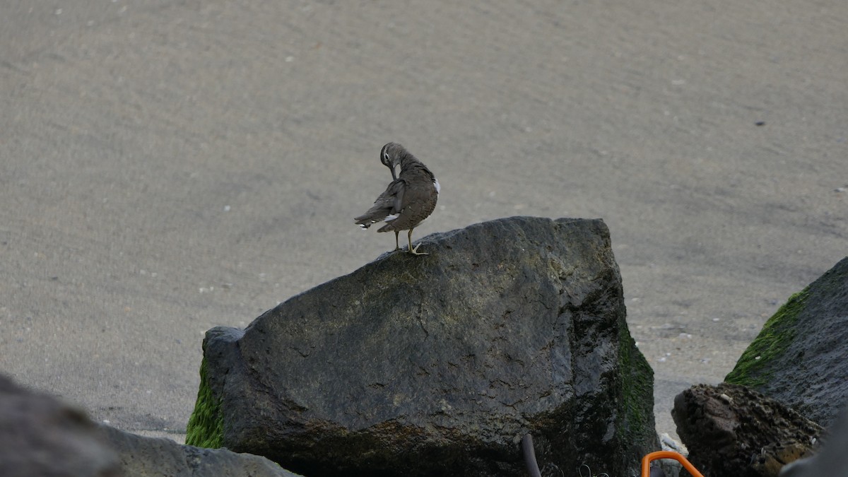 磯鷸 - ML652235732