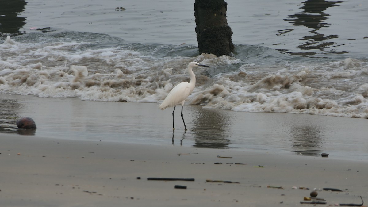 小白鷺 - ML652235782