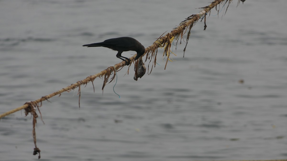家烏鴉 - ML652235835