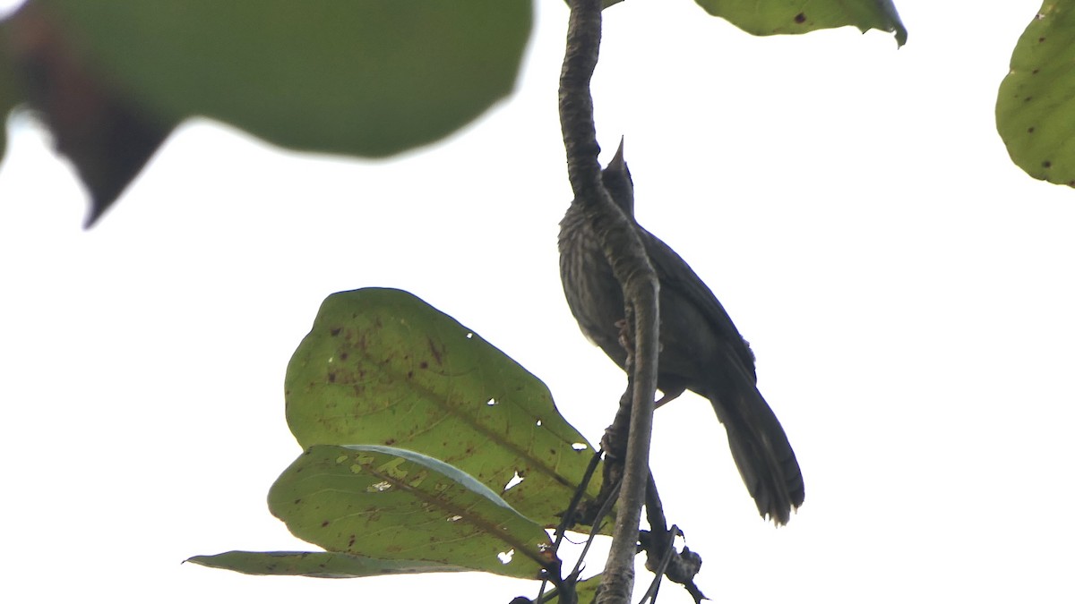 Jungle Babbler - ML652235839