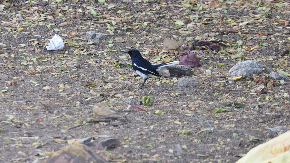 鵲鴝 - ML652235851