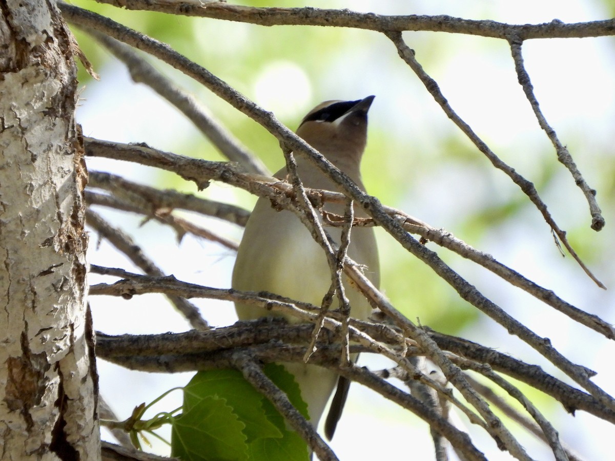 Кедровый свиристель - ML652236189