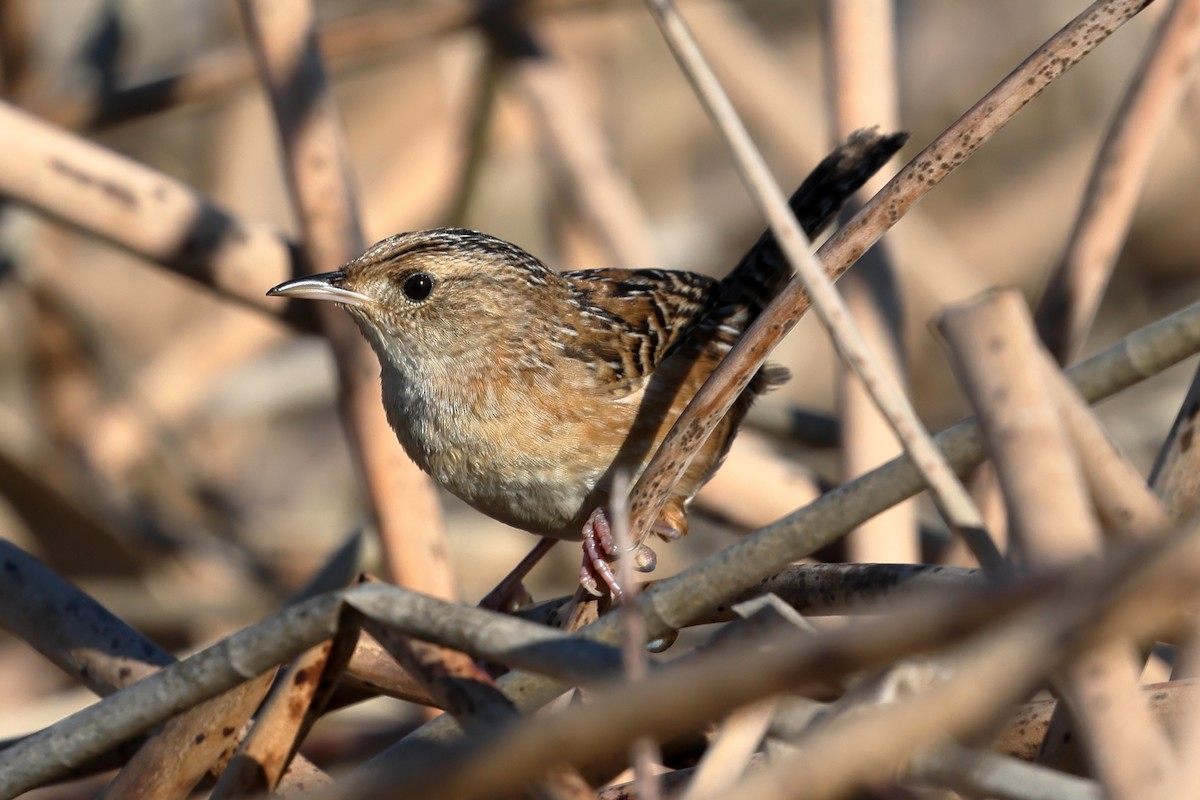 Cucarachero Culibarrado - ML652236334