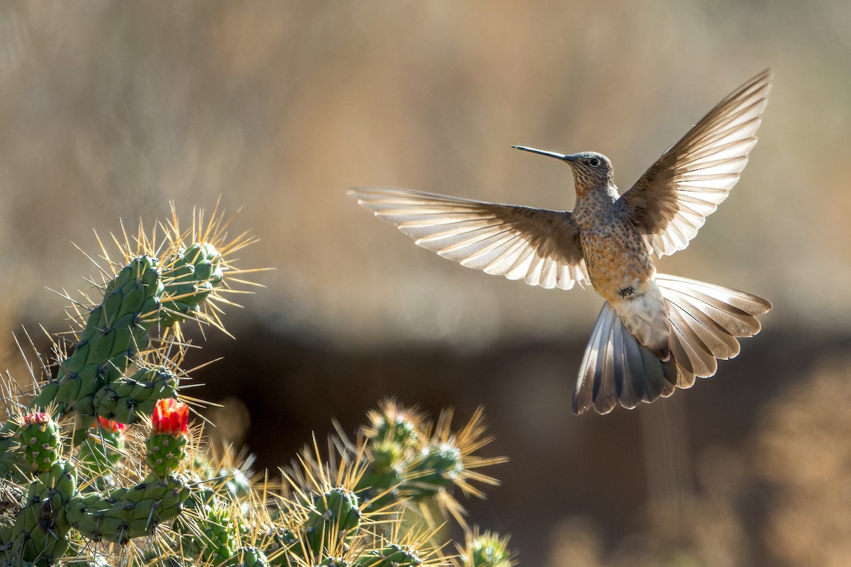 Колібрі велетенський - ML652236406