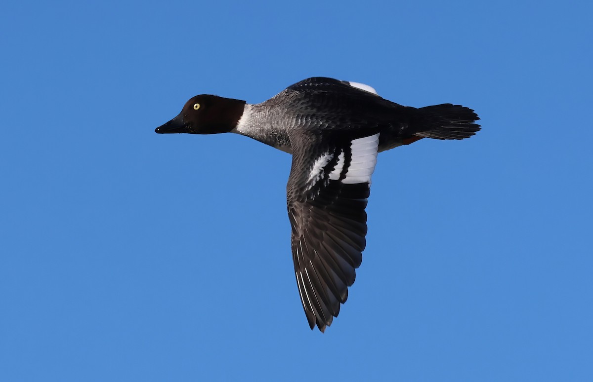 Porrón Osculado - ML652236454