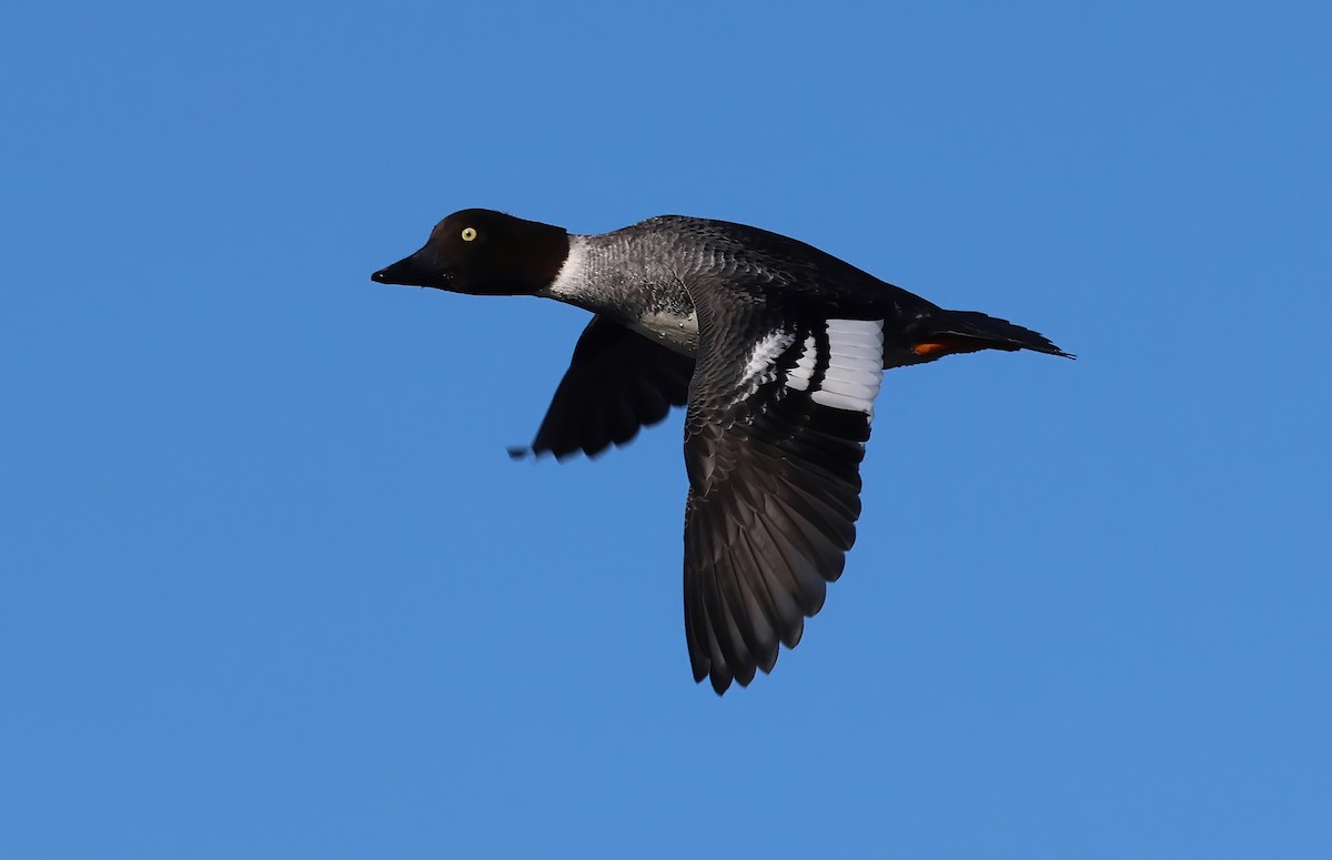 Porrón Osculado - ML652236536