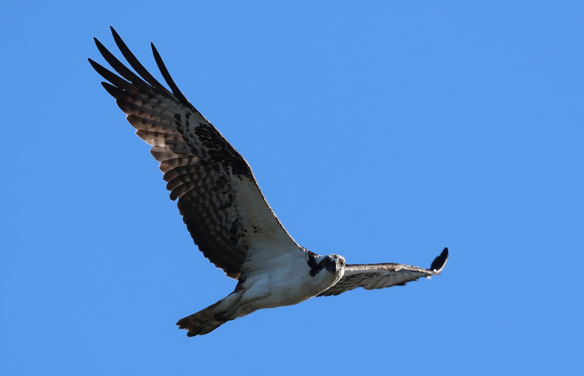 Águila Pescadora - ML652236727