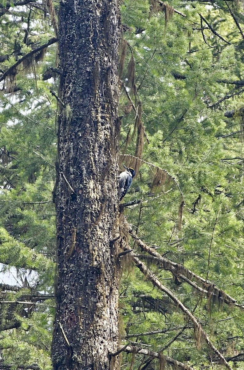 Kara Sırtlı Ağaçkakan - ML652237394