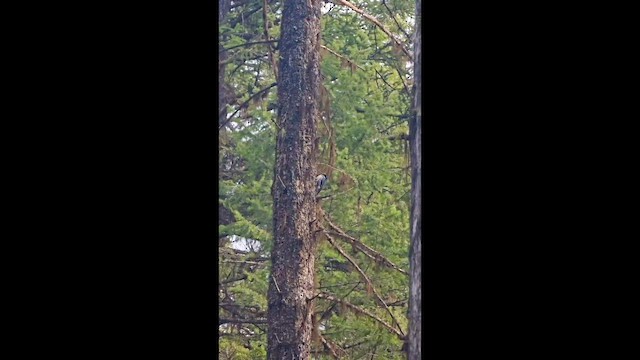 Kara Sırtlı Ağaçkakan - ML652237395