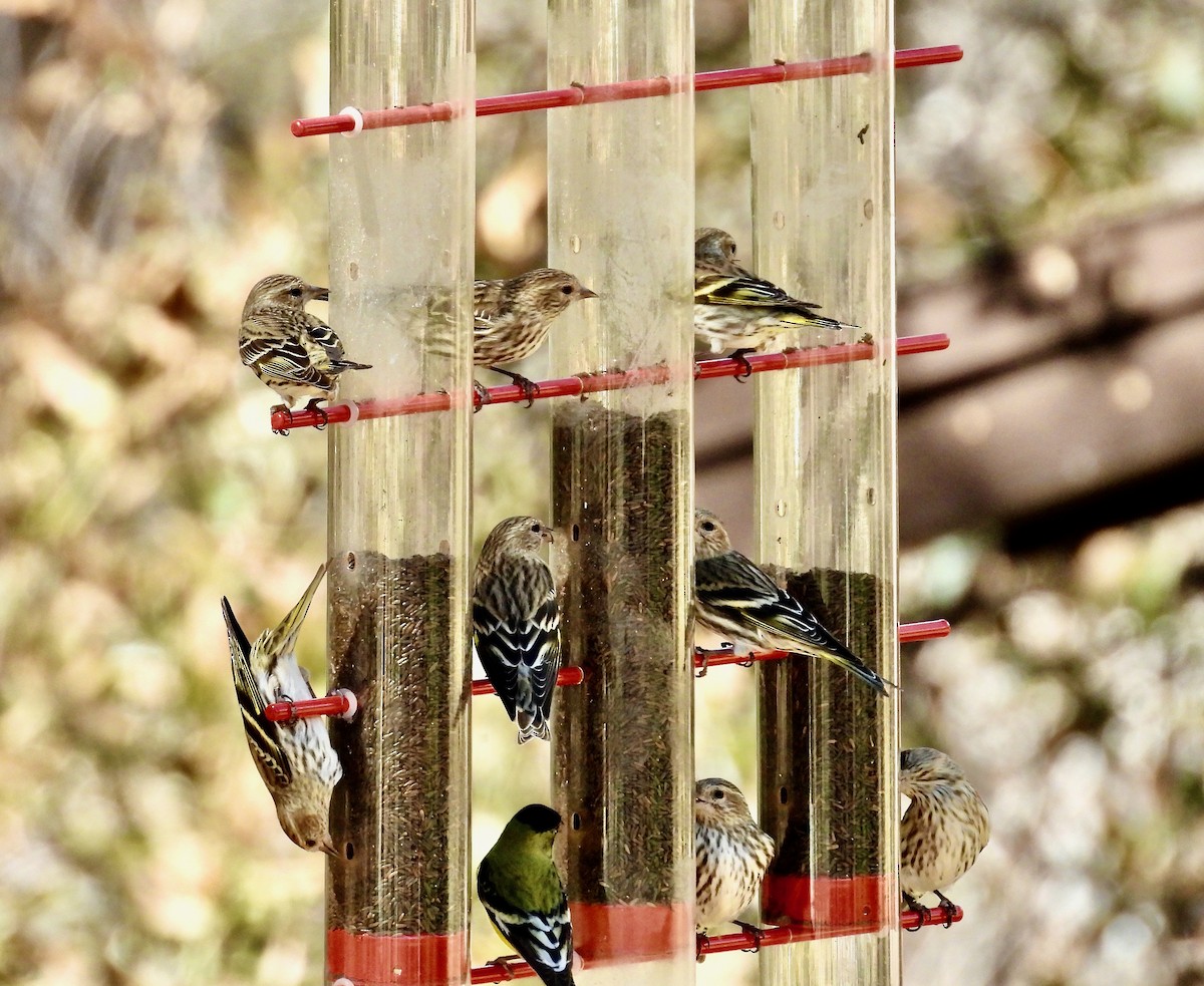 Jilguero de Los Pinos - ML652237535