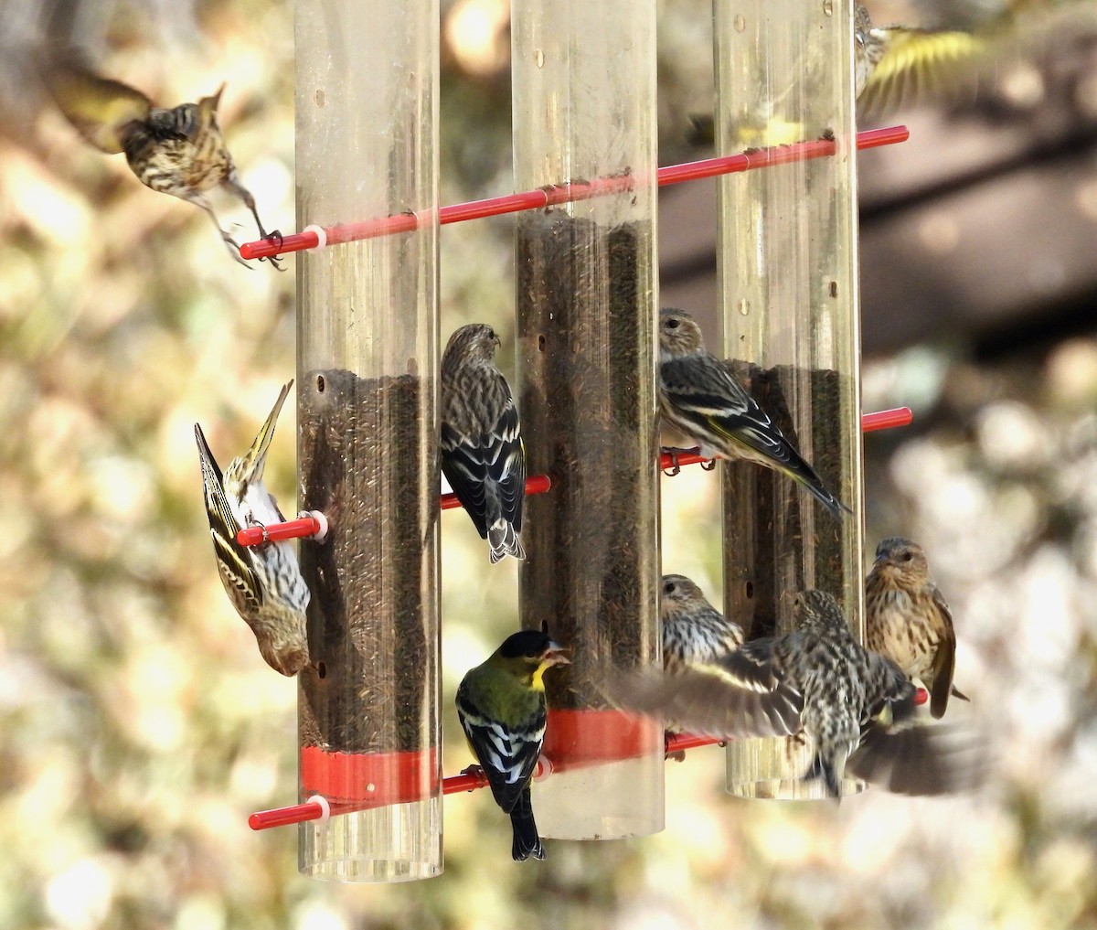 Jilguero de Los Pinos - ML652237536