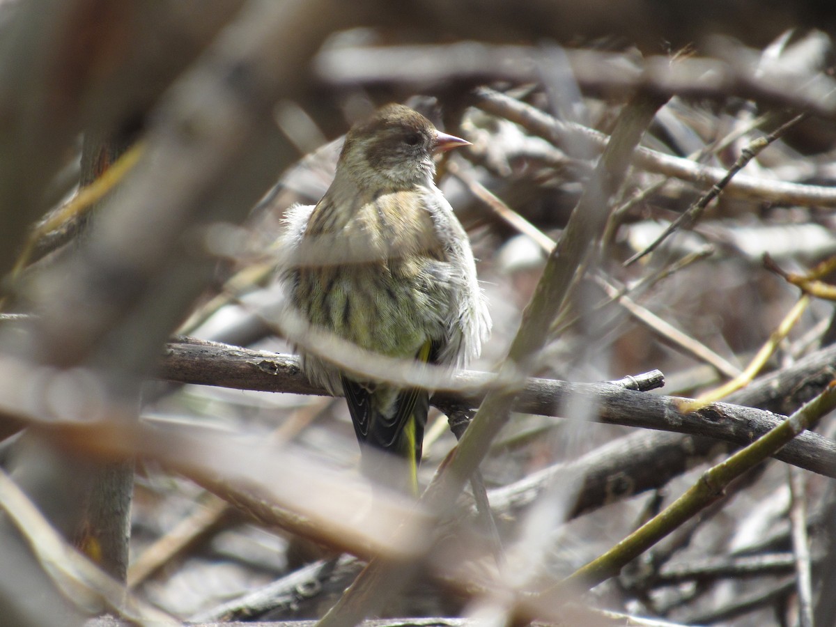 Jilguero de Los Pinos - ML652238305