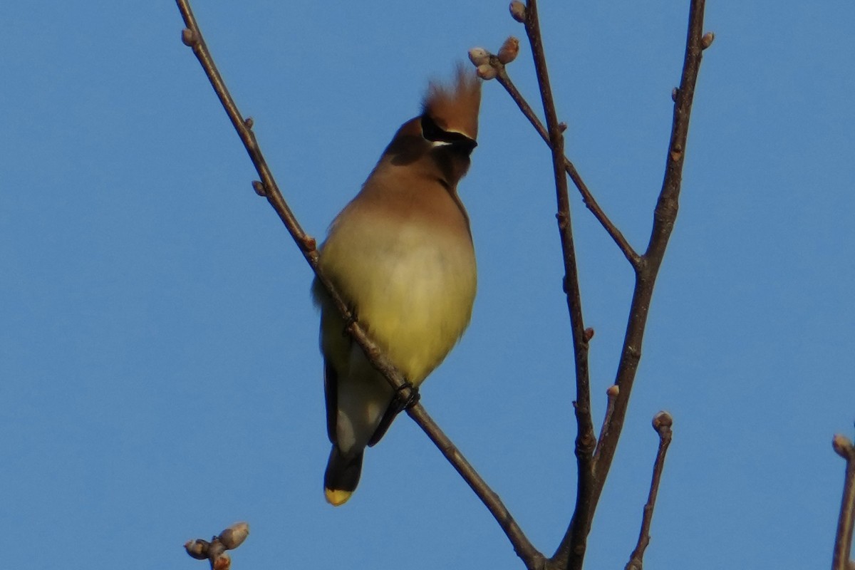 Кедровый свиристель - ML652238517