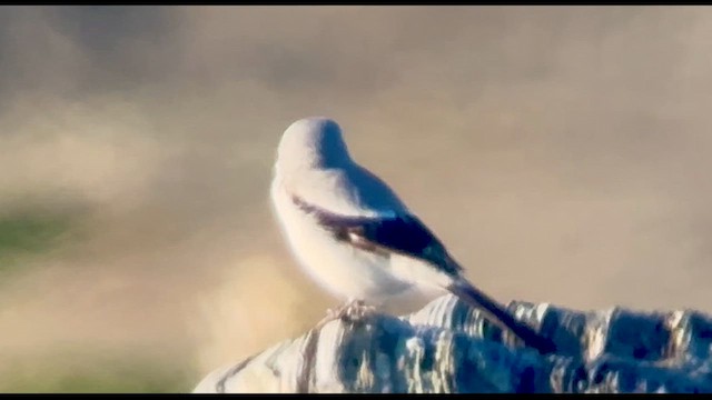 Сорокопуд північний - ML652238588
