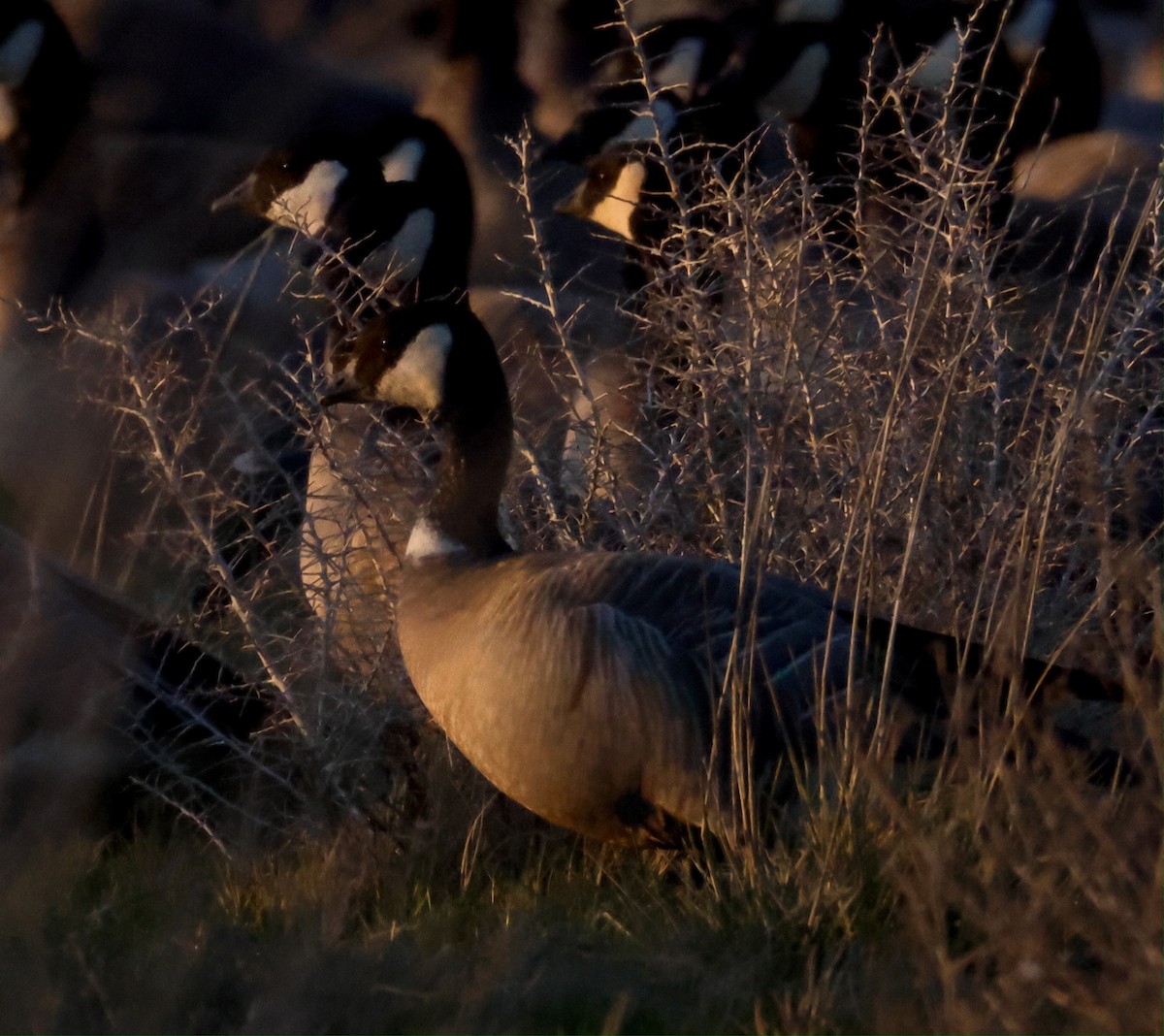 Zwergkanadagans - ML652238663