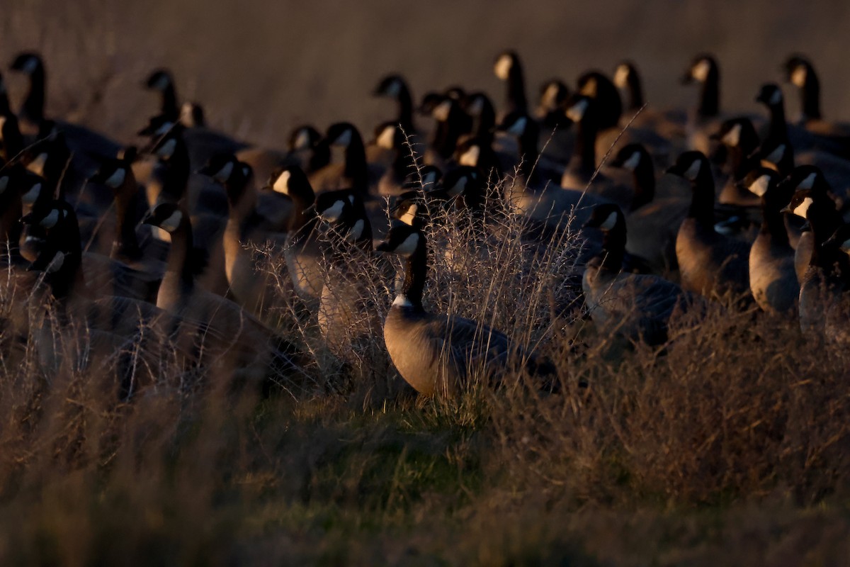 Zwergkanadagans - ML652238664