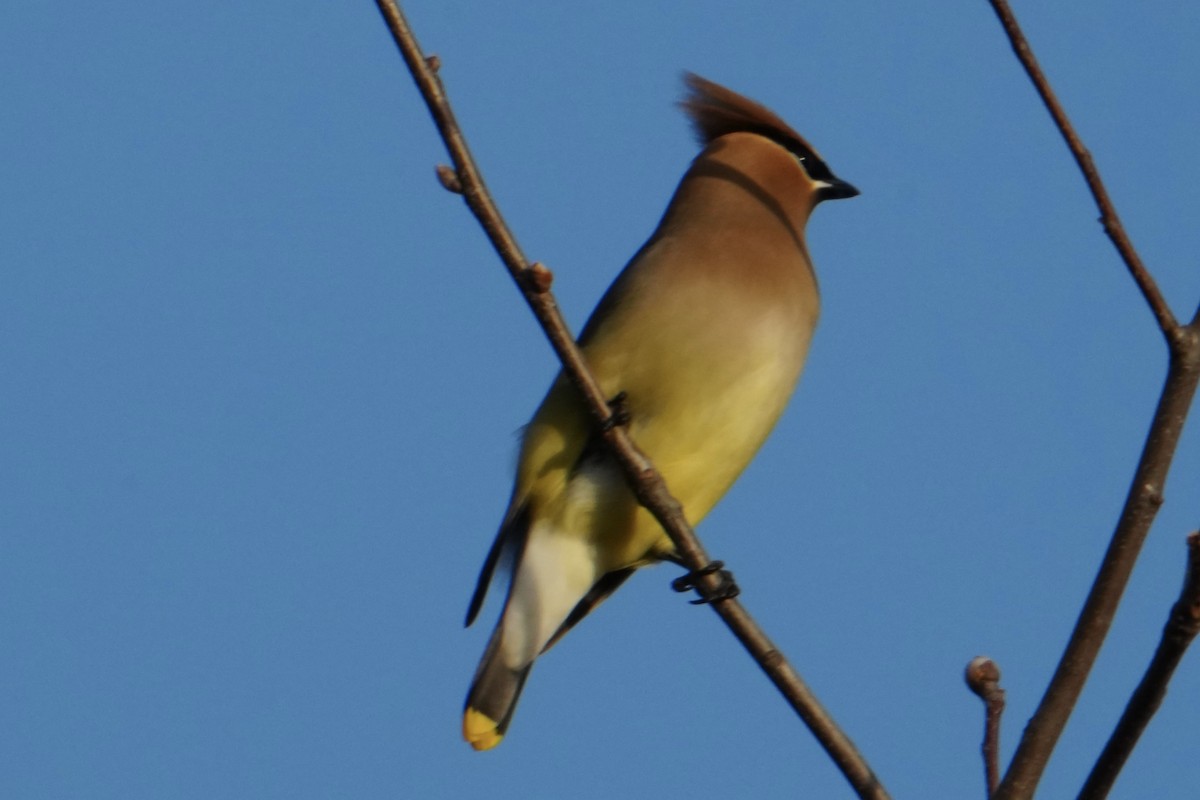 Кедровый свиристель - ML652238756