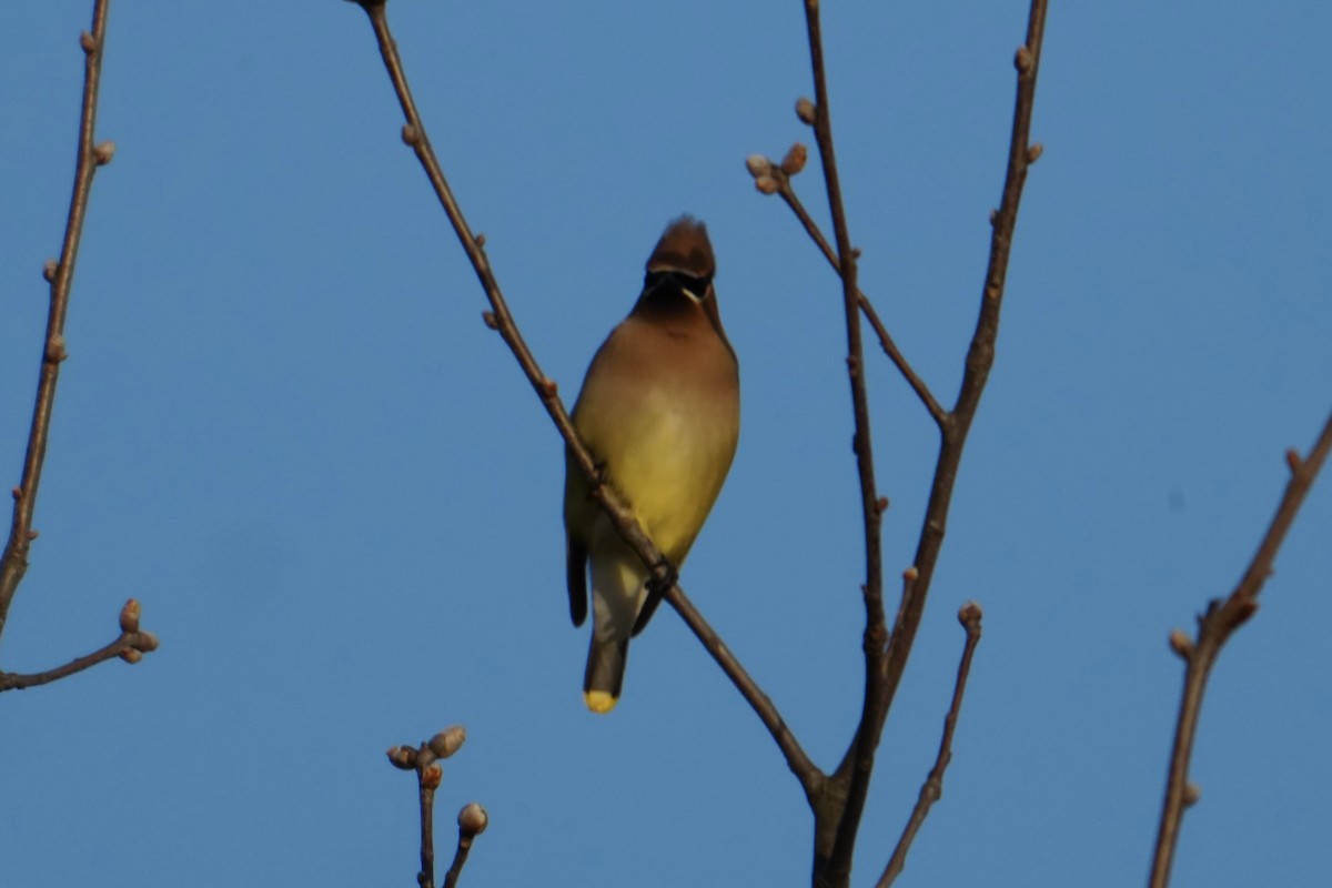 Кедровый свиристель - ML652238758