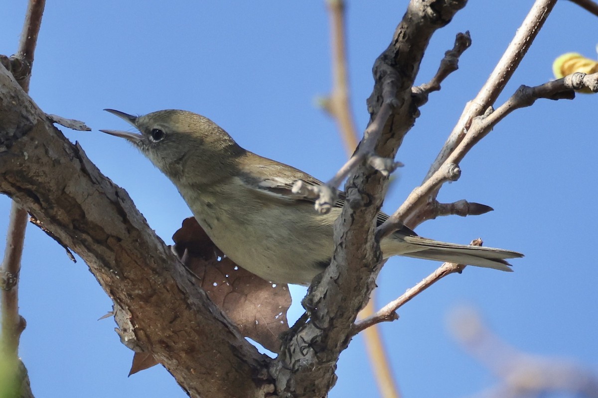 マツアメリカムシクイ - ML652238911