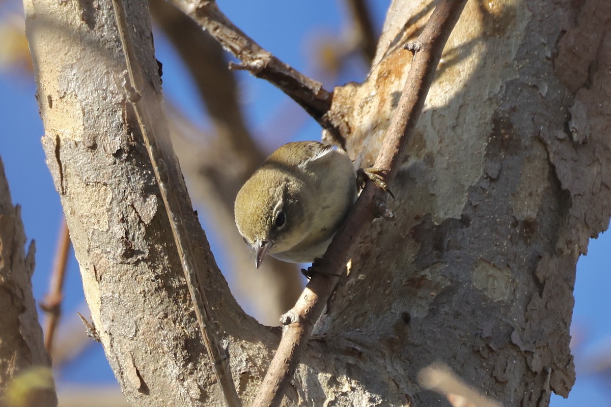 マツアメリカムシクイ - ML652238912