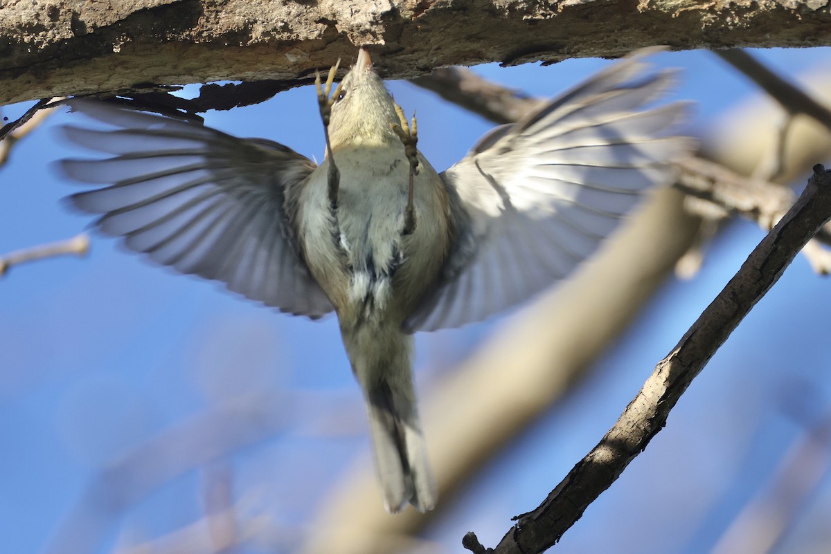 マツアメリカムシクイ - ML652238913