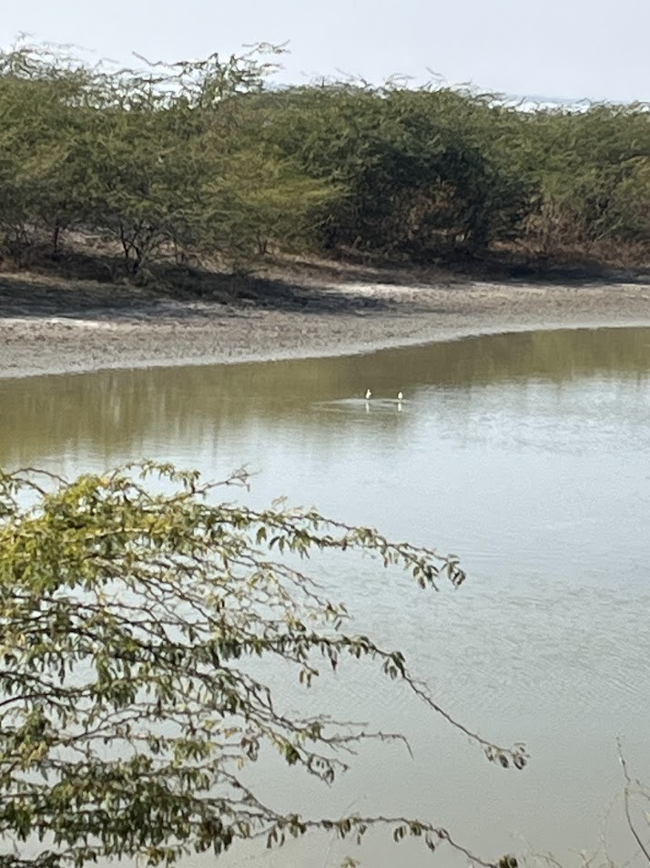 Шилоклювка - ML652238997