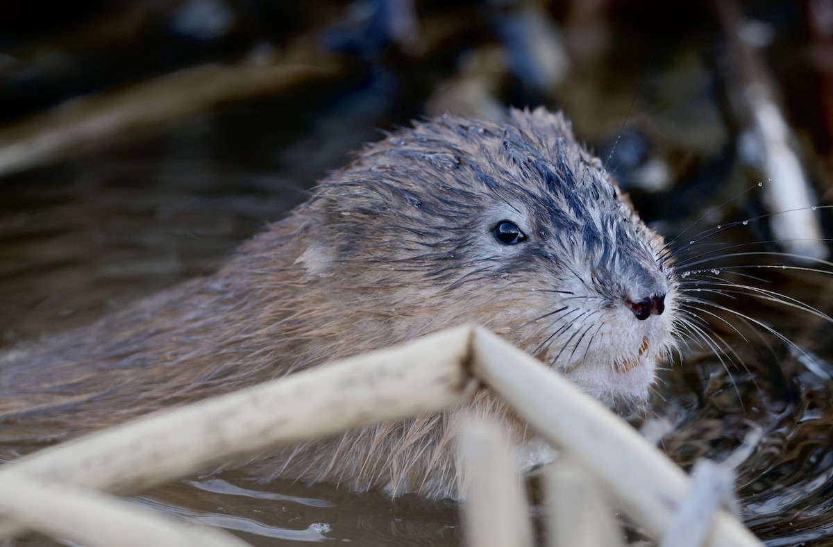 動物界 - ML652239113