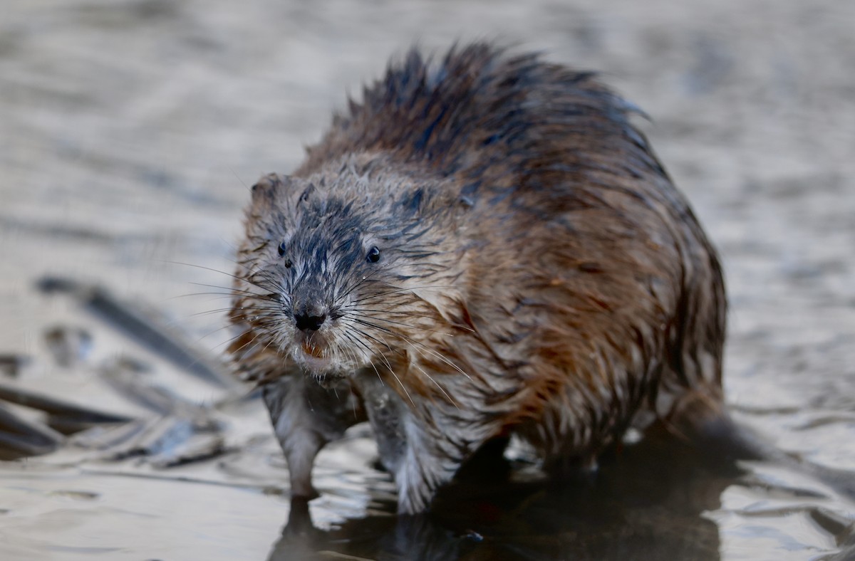 動物界 - ML652239114