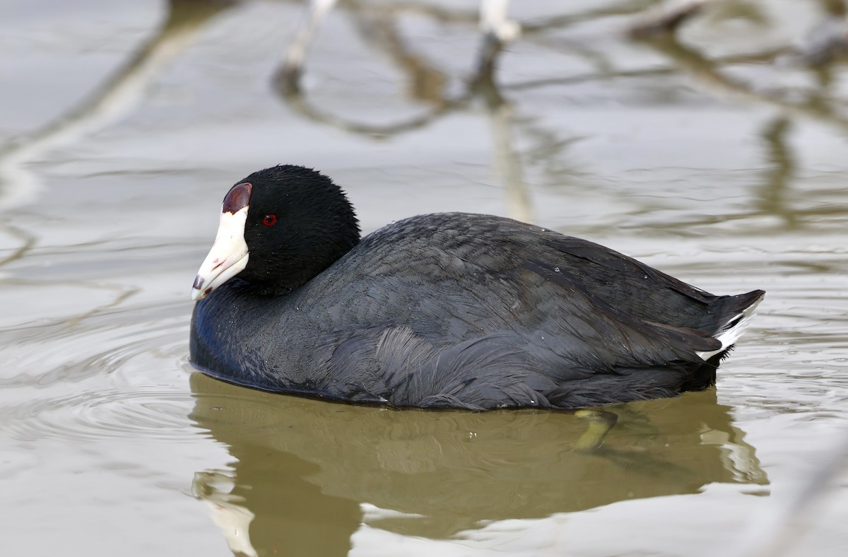 American Coot - ML652239141