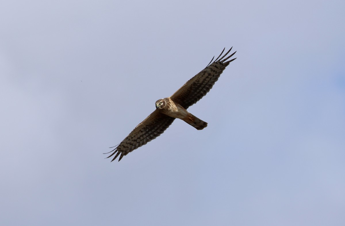 Northern Harrier - ML652239147