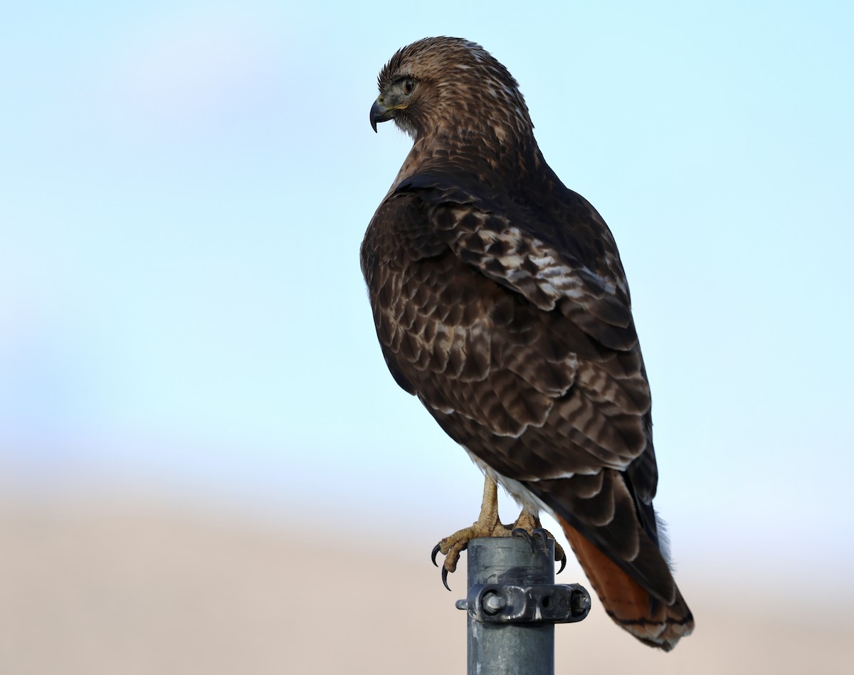 Red-tailed Hawk - ML652239152