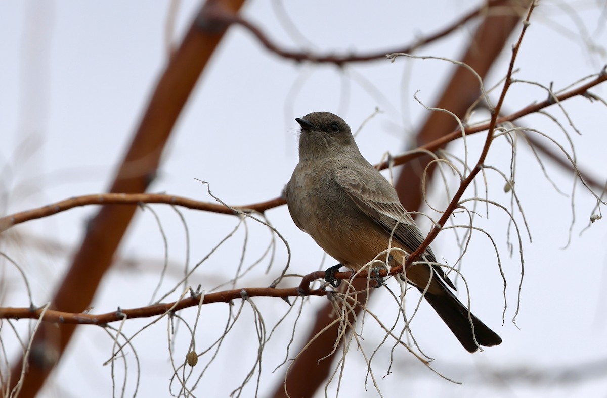 Say's Phoebe - ML652239158