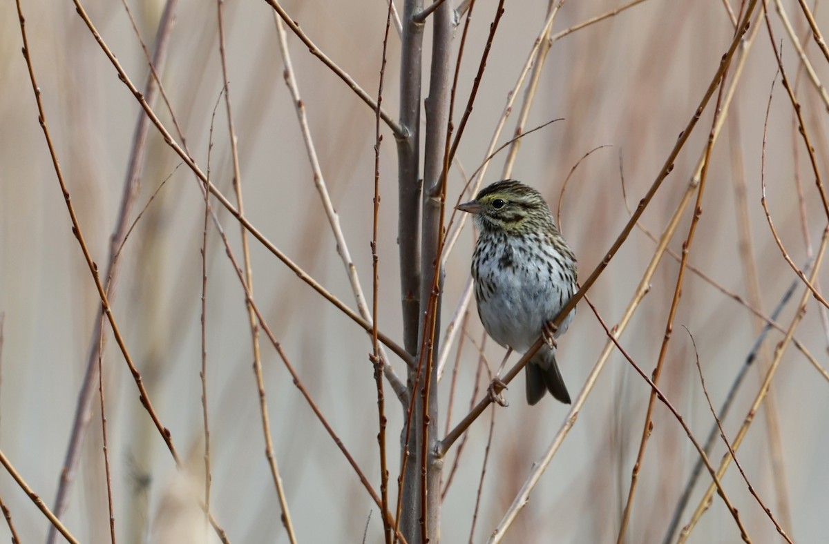 稀樹草鵐 - ML652239168