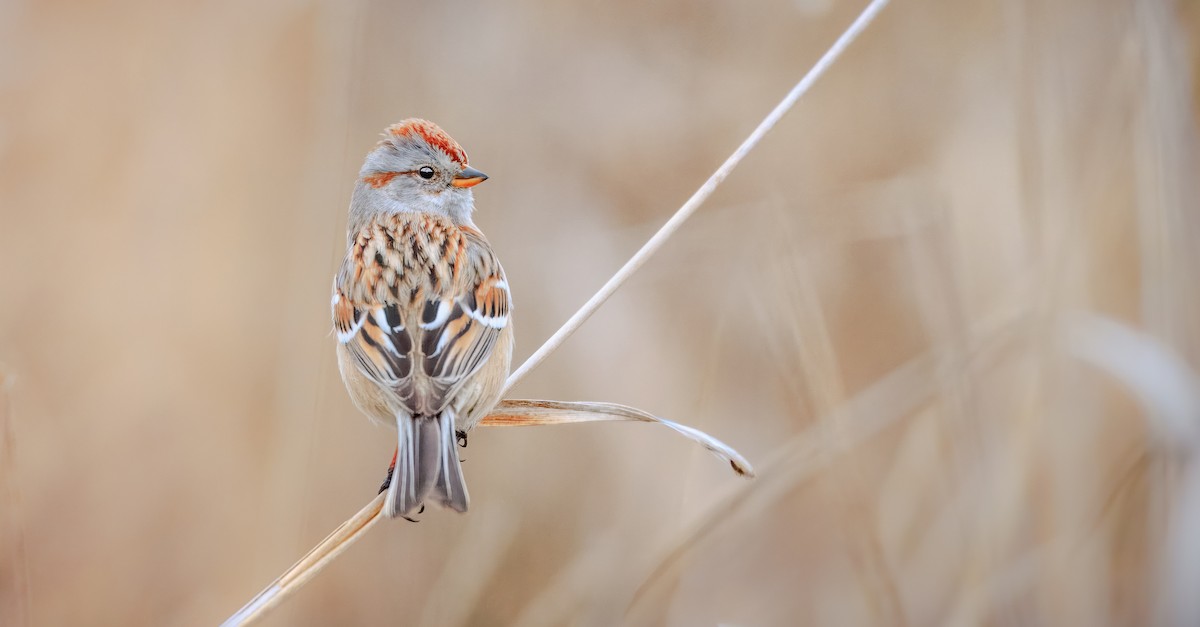 American Tree Sparrow - ML652239170