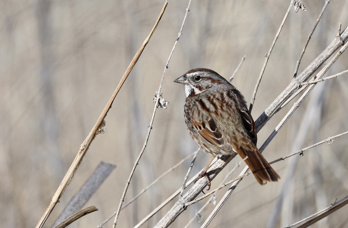 Song Sparrow - ML652239181