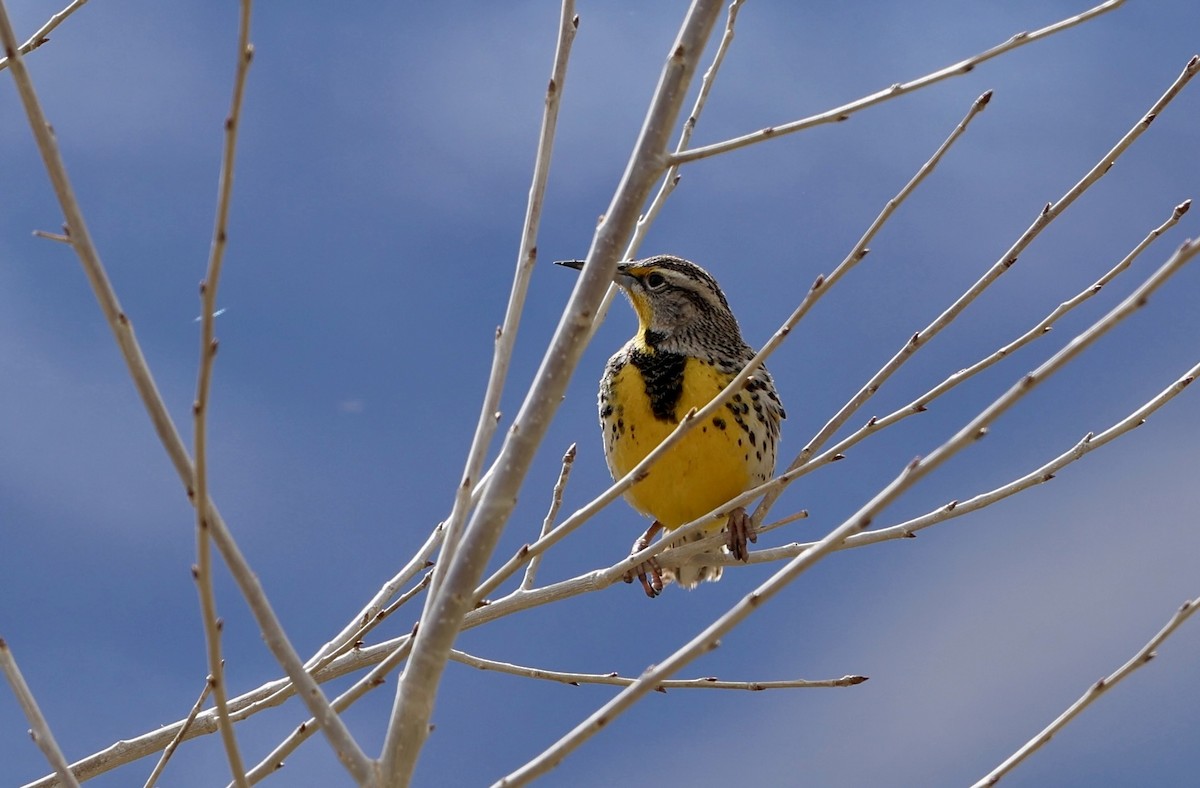Western Meadowlark - ML652239187