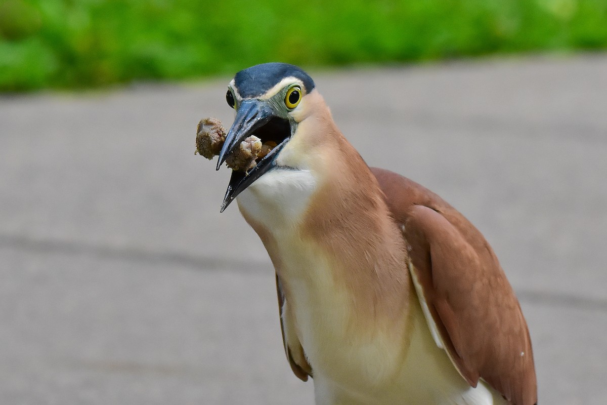 Martinete Canelo - ML652239324