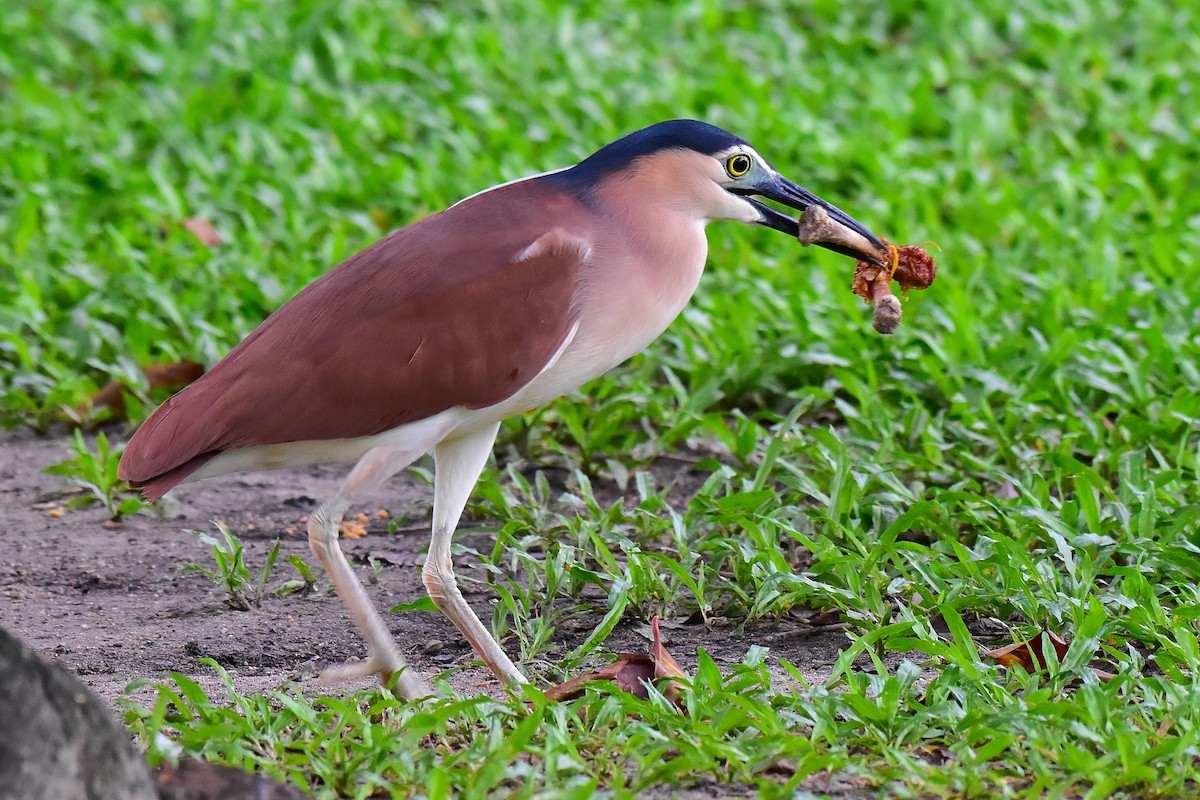 Martinete Canelo - ML652239325