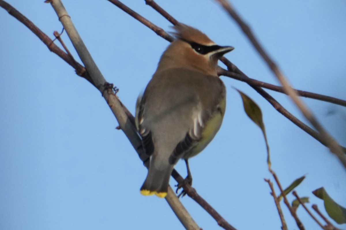 Кедровый свиристель - ML652239432