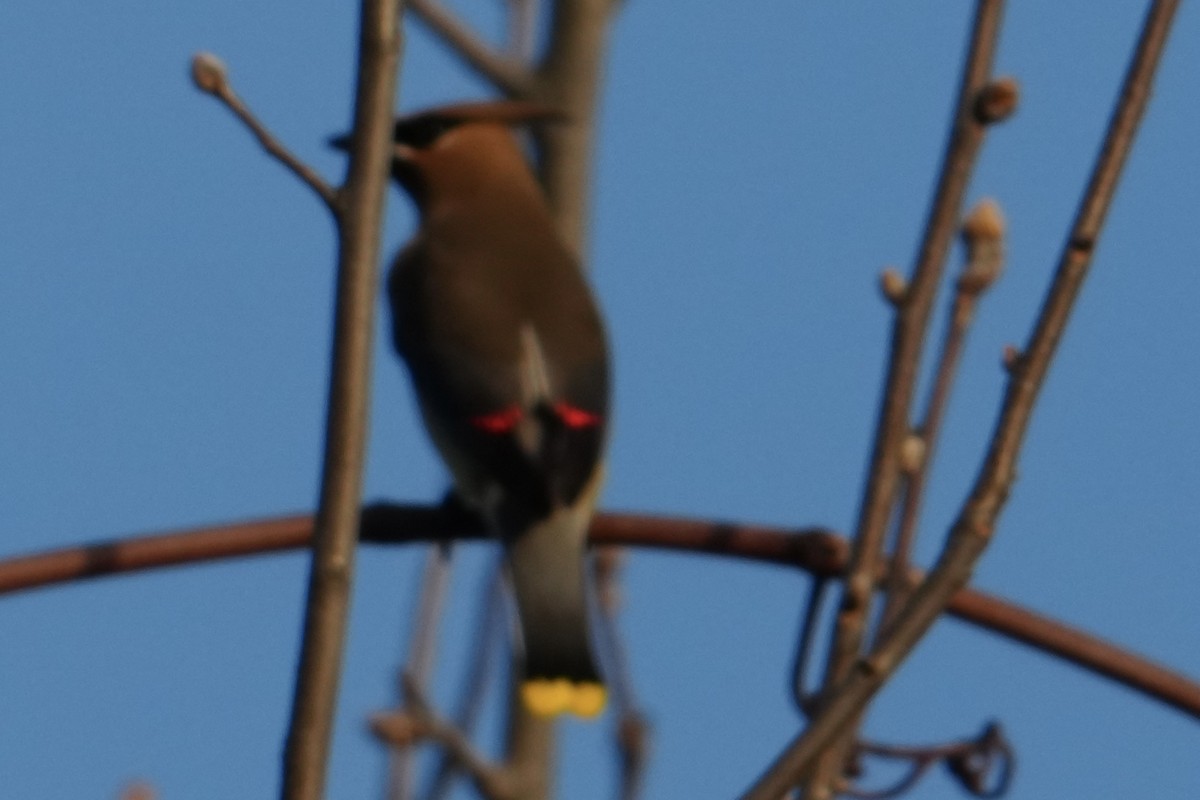 Кедровый свиристель - ML652239433