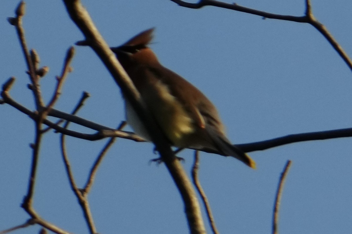 Кедровый свиристель - ML652239436