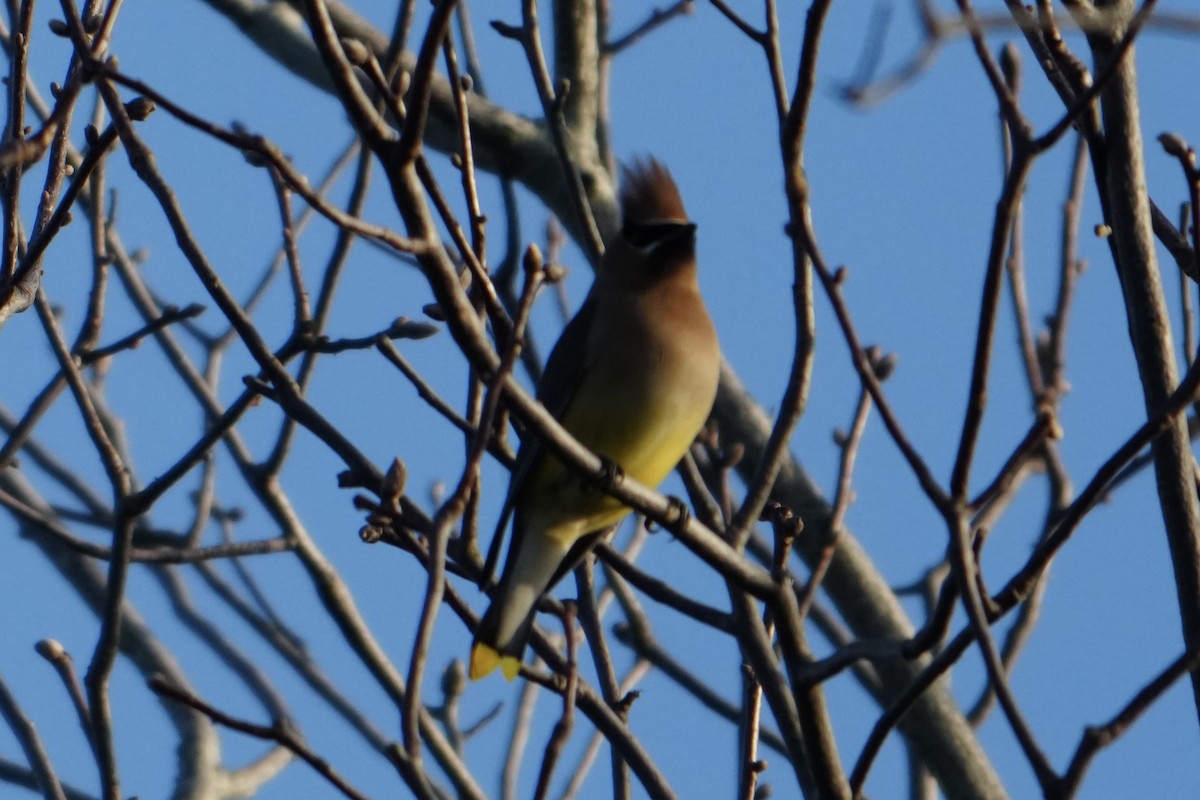 Кедровый свиристель - ML652239438