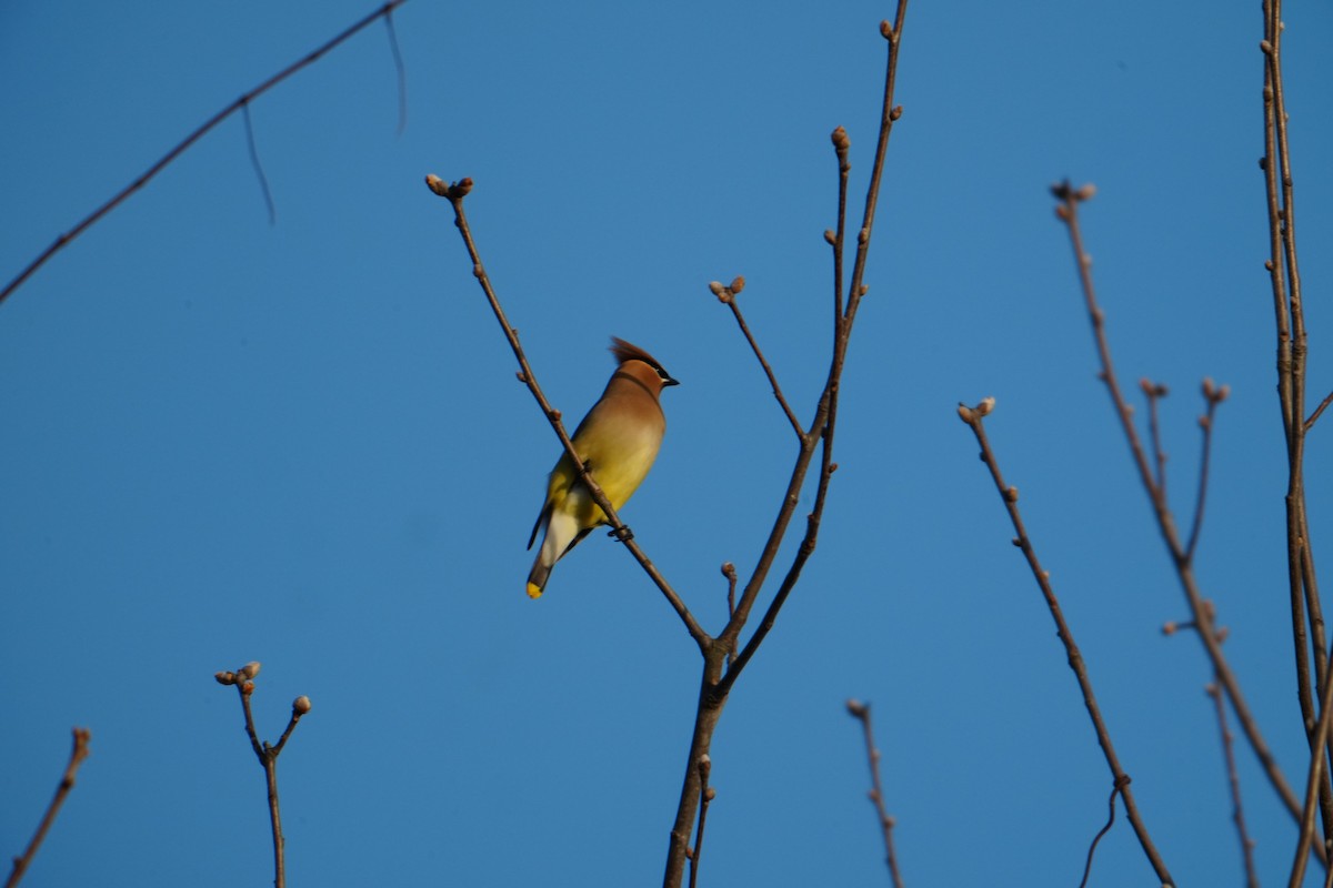 Кедровый свиристель - ML652239439