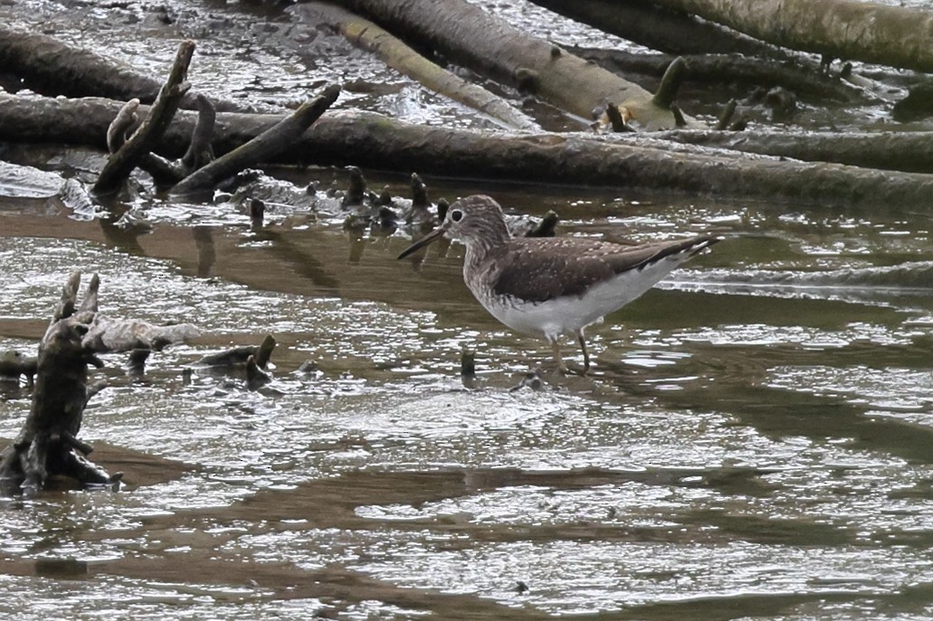 Solitary Sandpiper - ML652239448