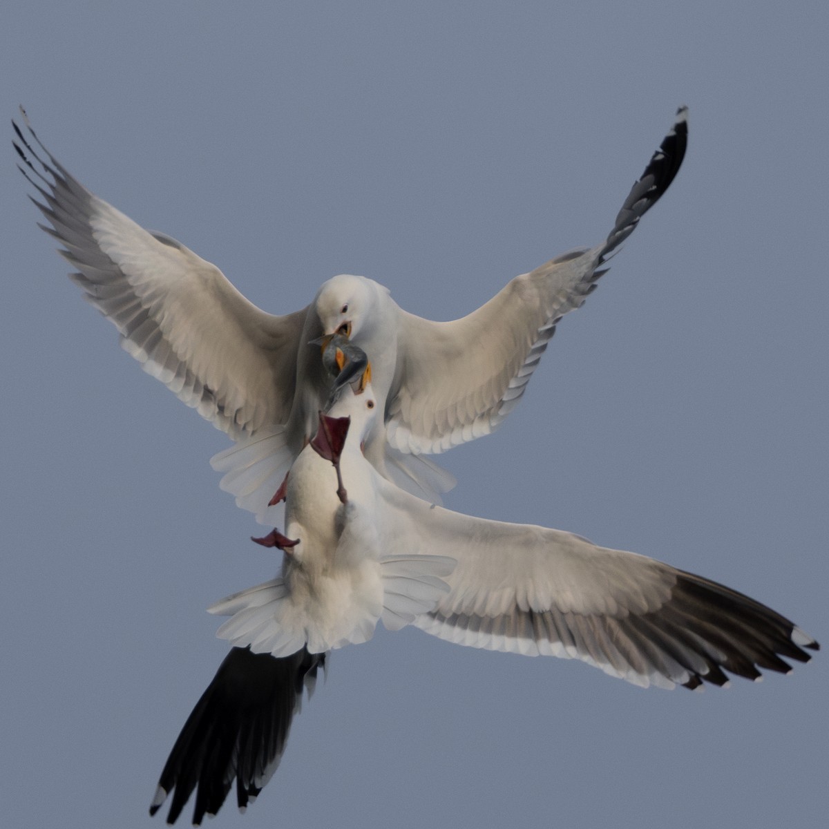 アメリカオオセグロカモメ - ML652239603