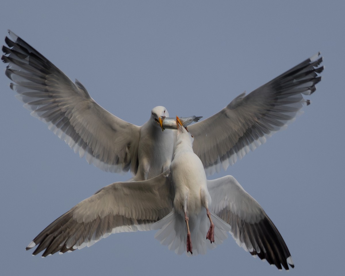 アメリカオオセグロカモメ - ML652239633