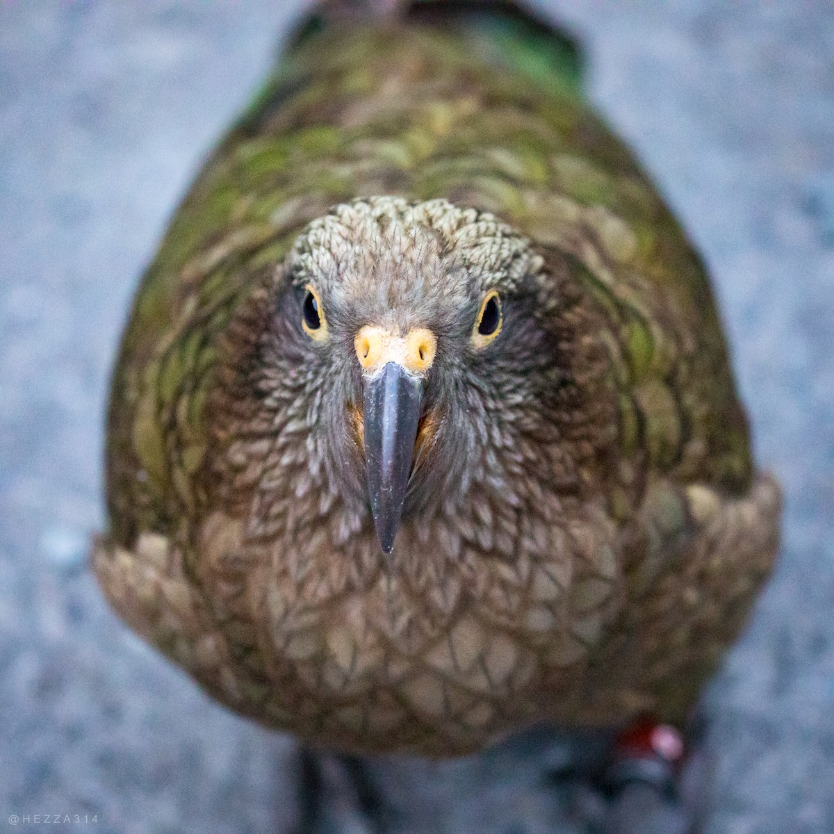 Kea - ML652239784
