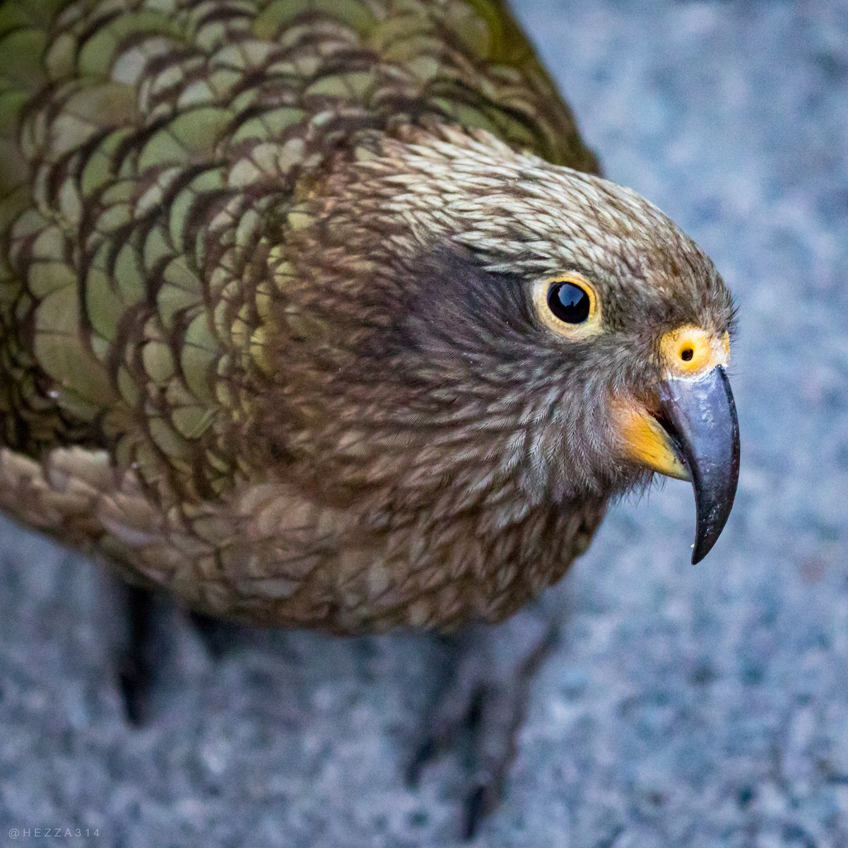 Kea - ML652239785